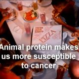 animal-protein-causes-cancer