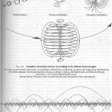 the-planetary-vortex